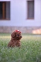 Той пудел Toy poodle, снимка 3