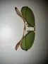 Ray-Ban-Aviator, снимка 2