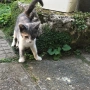 Малко коте, котенце, снимка 3