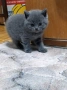 късокосмести британчета , снимка 2