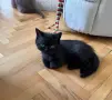 Момченце на 2,5 месеца, снимка 2