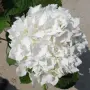 Hydrangea macrophylla ‘Soeur Thérèse’ – „Сестра Тереза“, снимка 1