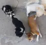 Продавам Чихуахуа, снимка 3