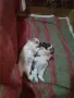 две момчета и една принцеса , снимка 7