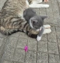Подарявам две малки мъжки котенца. , снимка 3