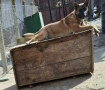 Белгийска овчарка, снимка 4