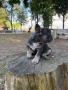 Френски булдог , снимка 1