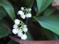 Момина сълза ( Convallaria majalis), снимка 1