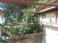 Продавам пазарджишки гълъби, снимка 7