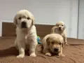 🐾 Малки кученца Голдън Ретривър търсят своите любящи семейства! 🐶❤️, снимка 2