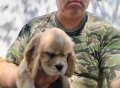 Кокер Шпаньол - , снимка 9