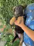 немски овчарки на 2 мес. , снимка 4