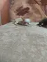 продавам чихопинпери, снимка 2