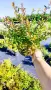 Абелия Грандифлора Прострата, Аbelia Grandiflora Prostrata!!!, снимка 11