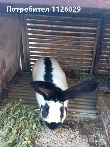 Заек пеперуда , снимка 4 - Други - 54235766