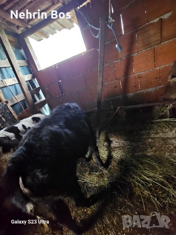 2 jenski teleta po na 5 mesetsa, снимка 2 - Крави - 54609284