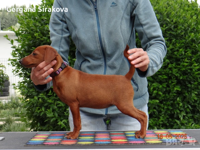 Миниатюрен Пинчер / zwergpinscher, снимка 4 - Пинчер - 54688021