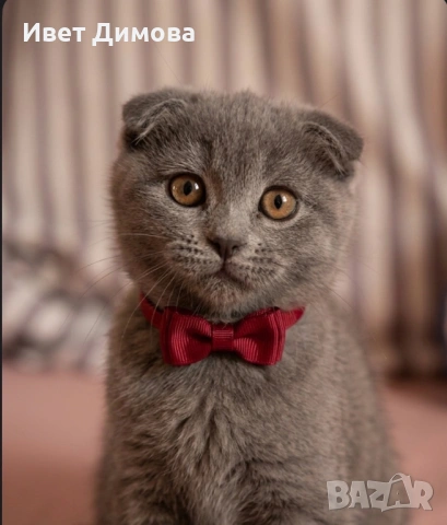 Шотландско коте (Scottish Fold)