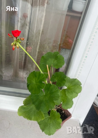 Сортово мушкато Ainsdale Duke Актуални снимки, снимка 2 - Стайни растения - 54947152