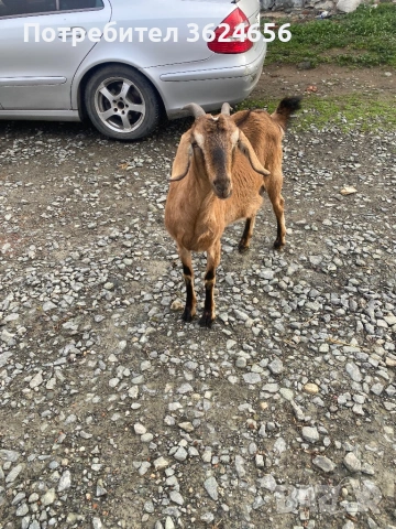 продавам коза 