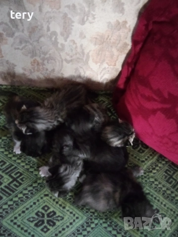 Продавам котенца полуперсийчета Варна , снимка 2 - Персийска - 54198337