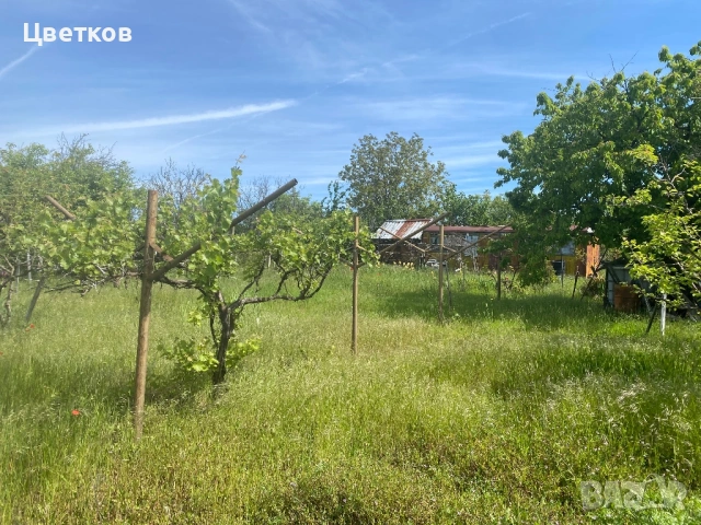 Продавам лозе, снимка 10 - Земеделска земя - 54776646