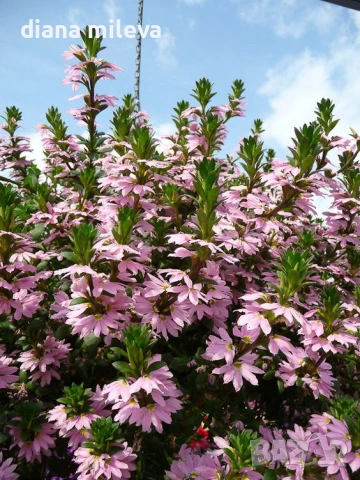 Скаевола - лилава, бяла и розова!!, снимка 6 - Градински цветя и растения - 54161547