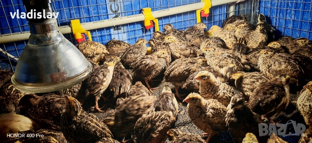 Продавам пътпадъци и пилета и яйца, снимка 5 - Кокошки и пуйки - 54382957