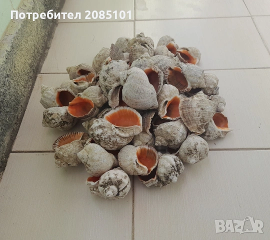 Морски рапани