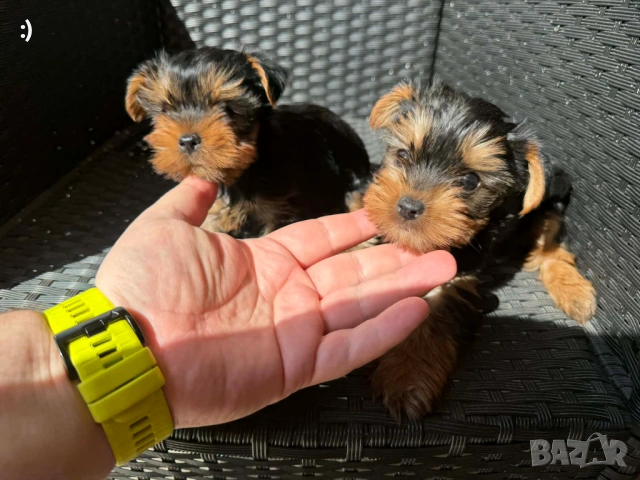 Йоркширски териери актуални от 25.3.2026