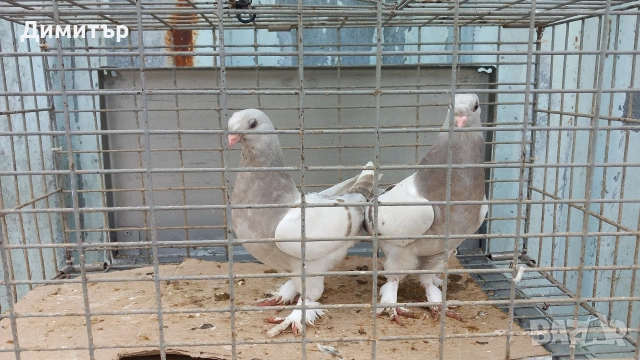 Продавам гълъби Мардини-Турски , снимка 4 - Гълъби - 54381082