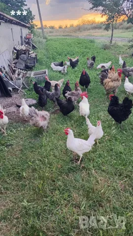 Продавам Ярки и Петли