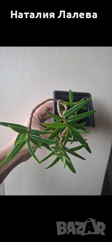 Колумнея, columnea Linearis, снимка 3 - Стайни растения - 53972146