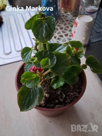 Червена бегония - 4 евро