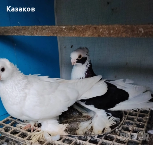 Продавам гълъби, снимка 3 - Гълъби - 54517246