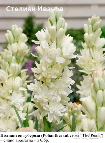 Полиантес тубероза (Polianthes tuberosa ‘The Pearl’) – силно ароматна; луковици