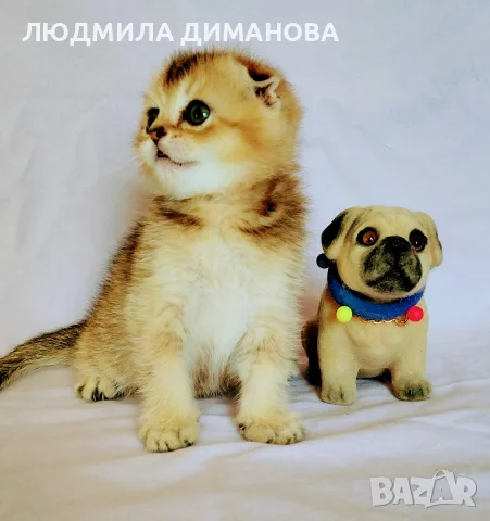 Шотландско мъжко златна чинчила , снимка 8 - Британска късокосместа - 55419250