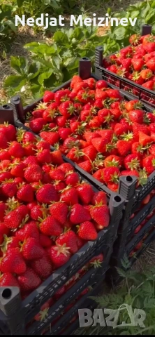 ЯГОДИ ПЛОД, снимка 9 - Домашни продукти - 54558810