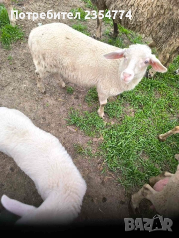 агнета, снимка 2 - Овце - 54127695