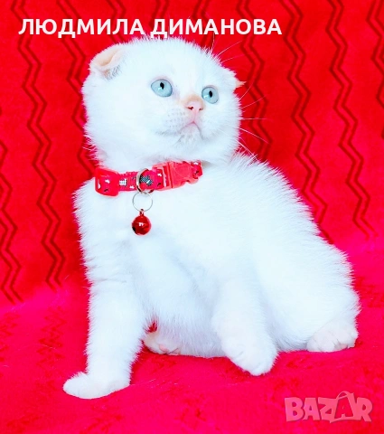 Шотландски мъжки със сини очи. , снимка 6 - Британска късокосместа - 54465113