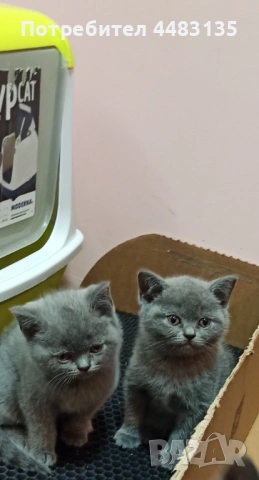Котенца, снимка 6 - Британска късокосместа - 54756425