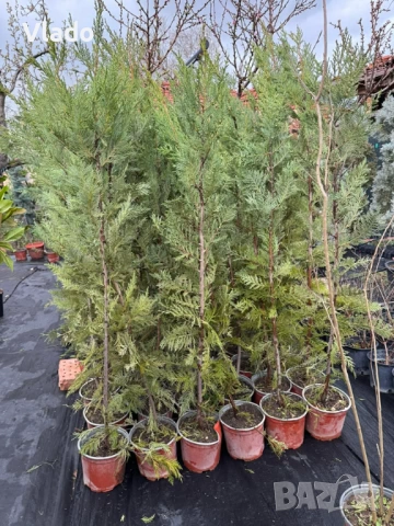 ТОП ЦЕНА! Лейландски кипарис - плътна ограда за нула време, снимка 4 - Градински цветя и растения - 54011952