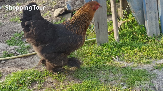 Брами ,яйца ,пилета и големите, снимка 10 - Кокошки и пуйки - 54263198