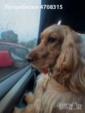 Кокер шпаньол червен игриво  момче, снимка 11 - Кокер шпаньол - 54019379