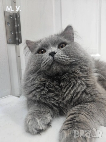 Британска котка , снимка 2 - Британска късокосместа - 54312328