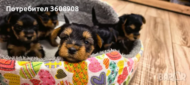 Продават се кученца от породата Йоркширски териер., снимка 3 - Йоркширски териер - 55598767