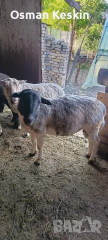 Продавам месодайни кочове 