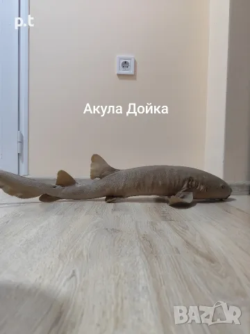 Препарирани акули , снимка 4 - Други животни - 55673868