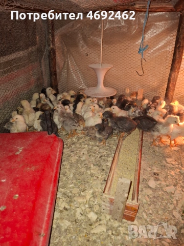 Пилета на 25 дена