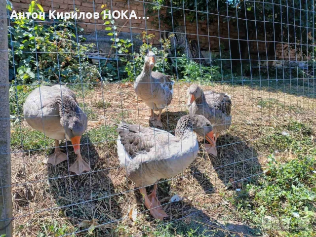 Гъски, мъжки с две женски на по една година , все още снасят!